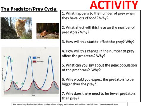 Worksheet Activity Predator Prey Cycles Effects On The Predator Prey Cycles Worksheet Answers - Predator Prey Cycles Worksheet Answers