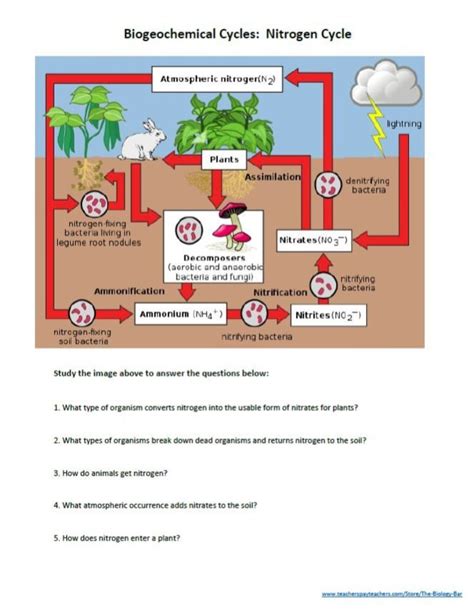 Worksheet Carbon And Nitrogen Cycle Within Nitrogen Cycle Carbon And Nitrogen Cycle Worksheet - Carbon And Nitrogen Cycle Worksheet