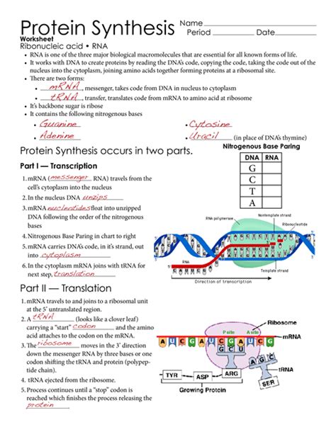 Worksheet Dna Rna And Protein Synthesis Answer Key Transcription Dna To Rna Worksheet Answers - Transcription Dna To Rna Worksheet Answers