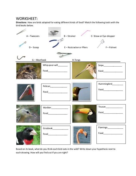 Worksheet On Birds And Its Feeding Habits Food Worksheet On Birds - Worksheet On Birds