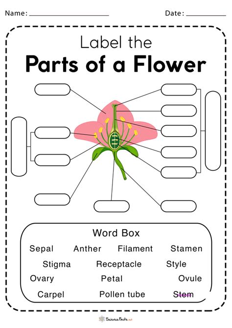 Worksheet On Structure Of A Flower Reproductive Organ Structure Of A Flower Worksheet Answers - Structure Of A Flower Worksheet Answers