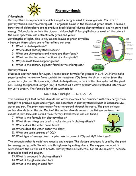 Worksheet Photosynthesis Amp Cell Energy Flashcards Quizlet Cell Energy Worksheet Answers - Cell Energy Worksheet Answers