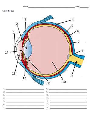 Worksheet Practice Labeling The Eye The Biology Corner Labeling The Eye Worksheet - Labeling The Eye Worksheet