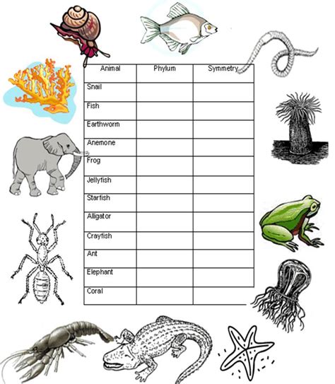 Worksheets Animal Phyla The Biology Corner Introduction To Animals Worksheet Answer - Introduction To Animals Worksheet Answer