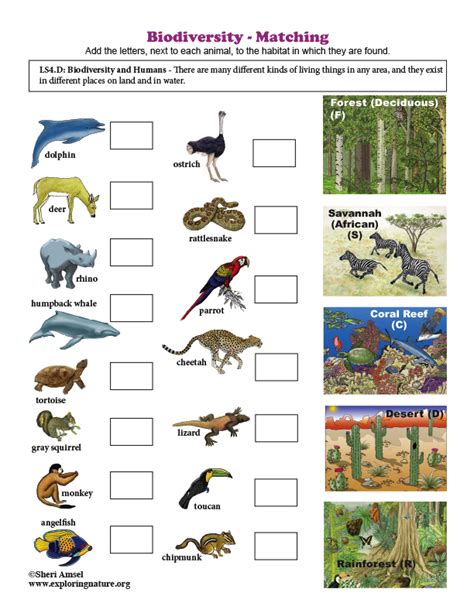 Worksheets Made By Teachers Bio Diversity Worksheet 2nd Grade - Bio Diversity Worksheet 2nd Grade