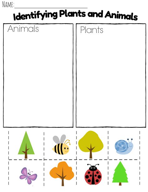 Worksheets Plants And Animals Alike And Not Alike Plant Worksheets For 1st Grade - Plant Worksheets For 1st Grade