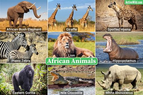 World Of Animals