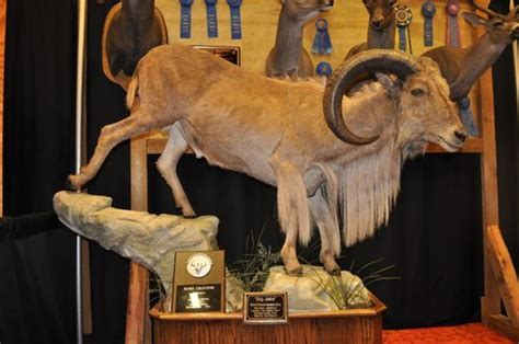 world record aoudad