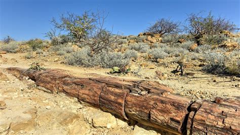 World X27 S Oldest Fossilised Trees Discovered Along Tree Science - Tree Science