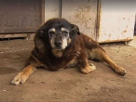 World's oldest dog confirmed as 21-year-old chihuahua TobyKeith
