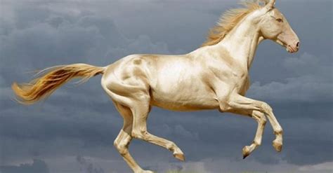 worlds prettiest horse