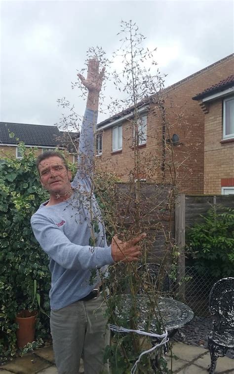 worlds tallest dandelion