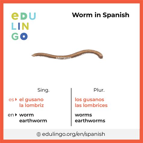 Worm In Spanish