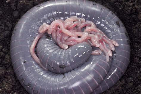Worm Like Caecilian Moms Make Milk For Their Science Eggs - Science Eggs
