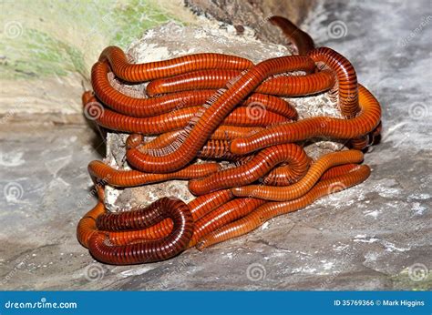 Worm With Legs