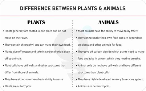 Writing Differences Between Plant And Animal Cells Worksheet Plant Cells Vs Animal Cells Worksheet - Plant Cells Vs Animal Cells Worksheet