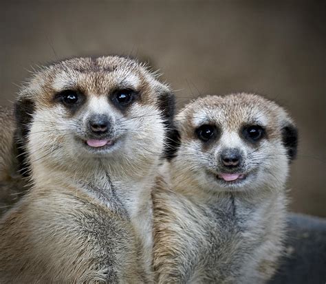 www.happymeerkats.com