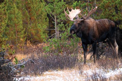 wyoming moose