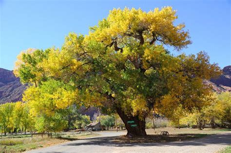 wyoming state tree