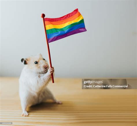 x gay hamster