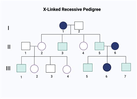 X Linked Pedigree