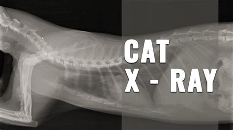 x ray cat survival toolkit 10
