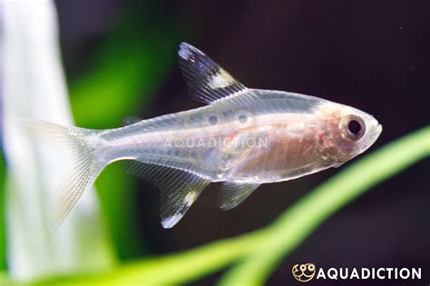 X Ray Fish