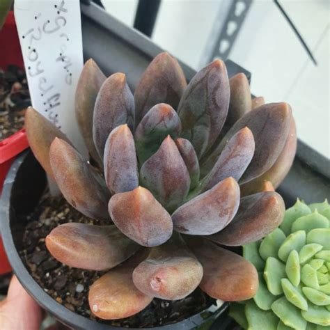 xGraptoveria Royal Flush, Graptoveria