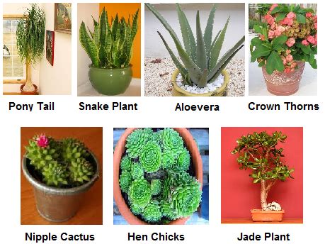 Xerophytic Plants List