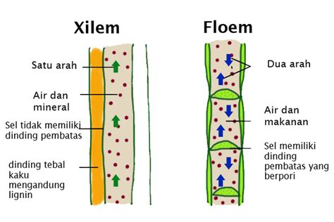 Xilem Dan Floem