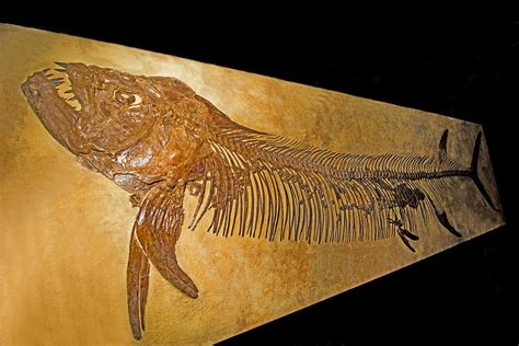 Xiphactinus Fossil