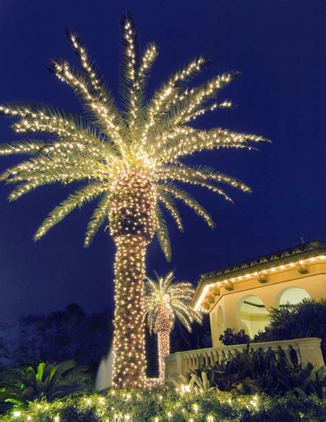 xmas palm tree with lights
