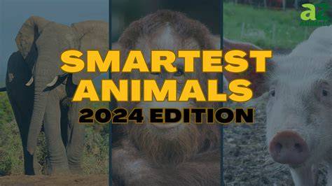 xnxx with animals : vorrei vedere un film pornografico