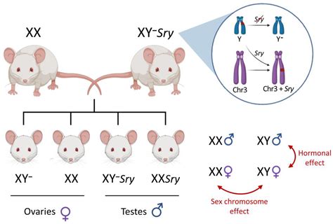 Xx Genotype