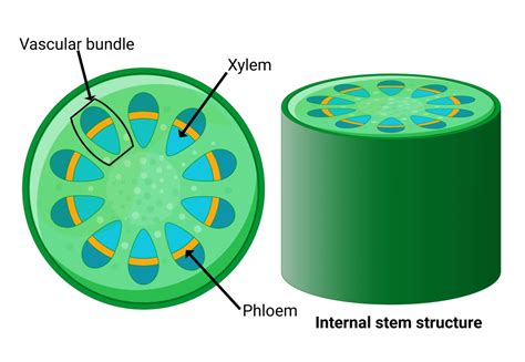 Xylem And Phloem
