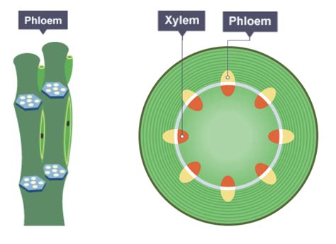 Xylem And Phloem Leaf