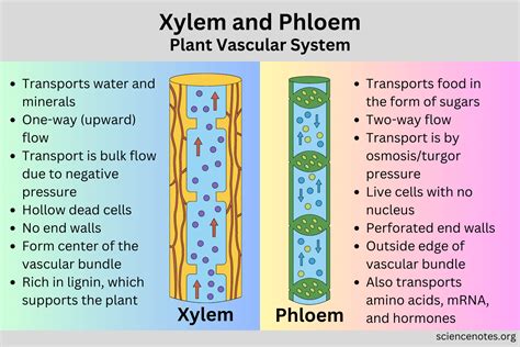 Read Xylem And Phloem Function 