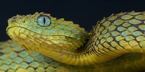 yılan gözü yuvasıs