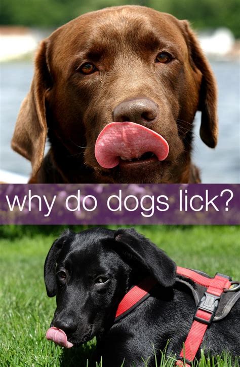 y do dogs lick so much