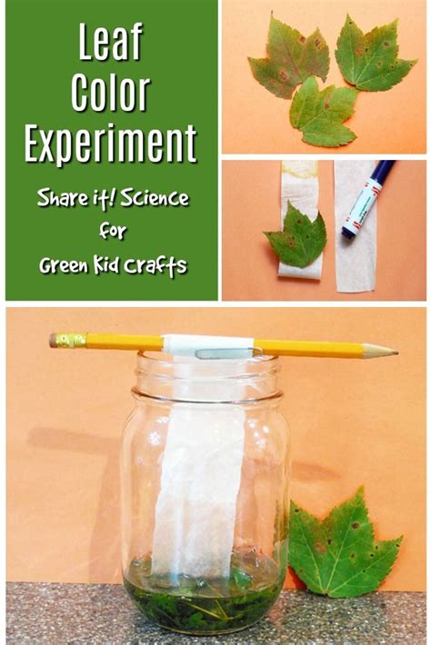 Year 3 Leaf Experiments In Science Delph Side Leaf Science Experiments - Leaf Science Experiments