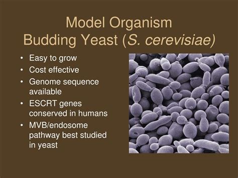 Yeast An Experimental Organism For Modern Biology Science Yeast Science - Yeast Science