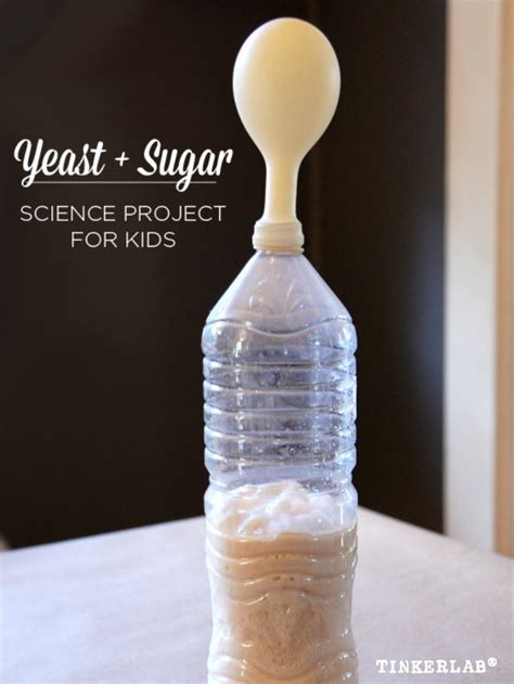 Yeast And Sugar Science Fair Project Tinkerlab Yeast Science Experiment - Yeast Science Experiment