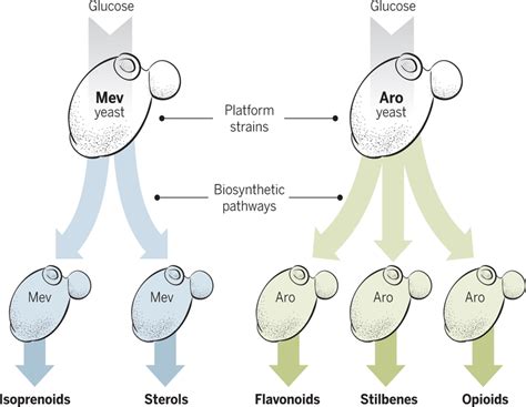 Yeast Cell Factories On The Horizon Science Yeast Science - Yeast Science