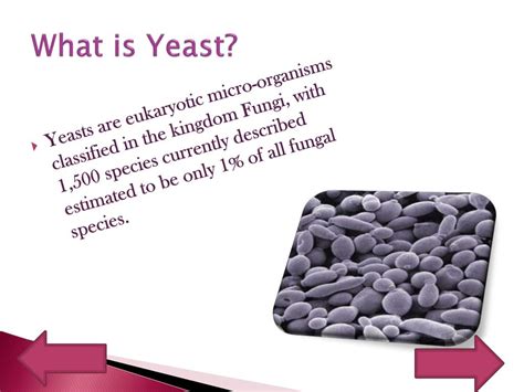 Yeast Definition Amp Uses Britannica Yeast Science - Yeast Science