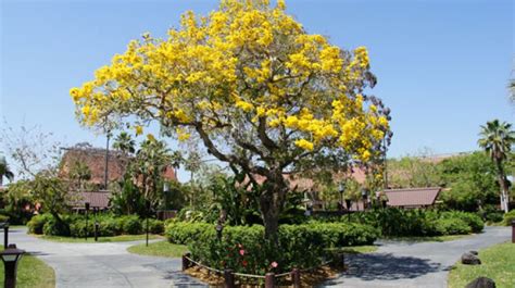 yellow bloom tree florida