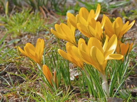 Yellow Crocus