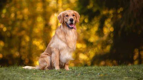 yellow dog