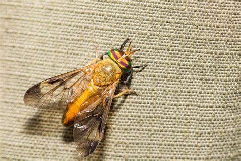 yellow flies florida
