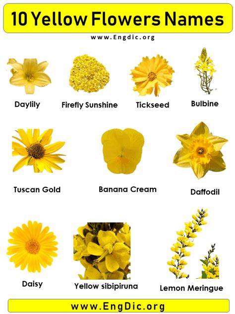 Yellow Flowers Names And Pictures
