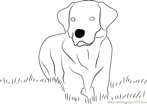 Yellow Lab Coloring Pages Free Coloring Pages Color Yellow Coloring Pages - Color Yellow Coloring Pages